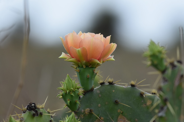 prickly pear flower