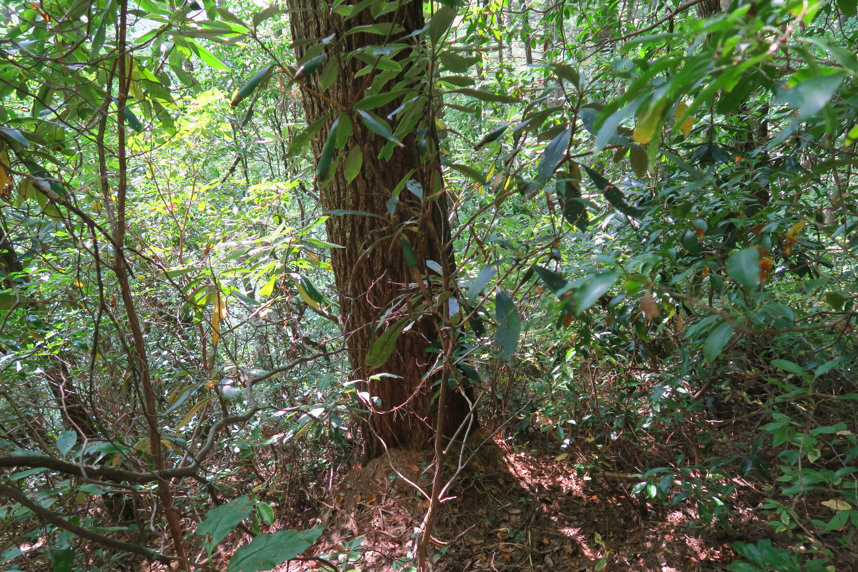 GRSM Accuracy Assessment. Plot Code: GRSM_AA_0924_5