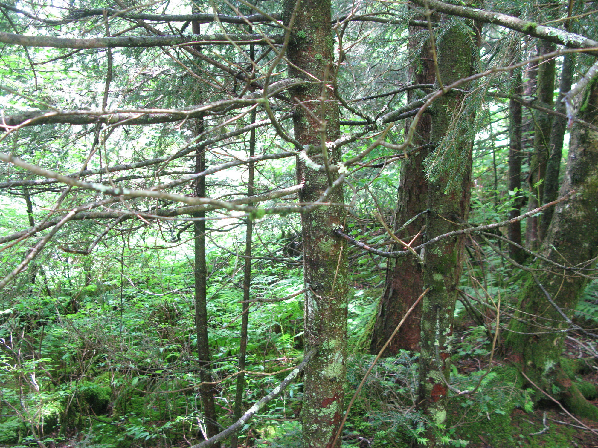 GRSM Accuracy Assessment. Plot Code: GRSM_AA_0494_2