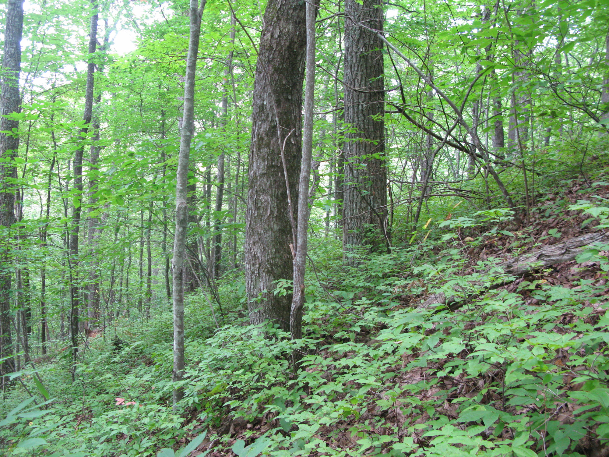 GRSM Accuracy Assessment. Plot Code: GRSM_AA_0264_6