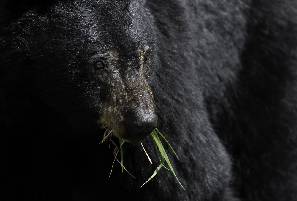 Black bear eating grass