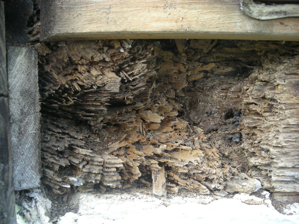 termite
