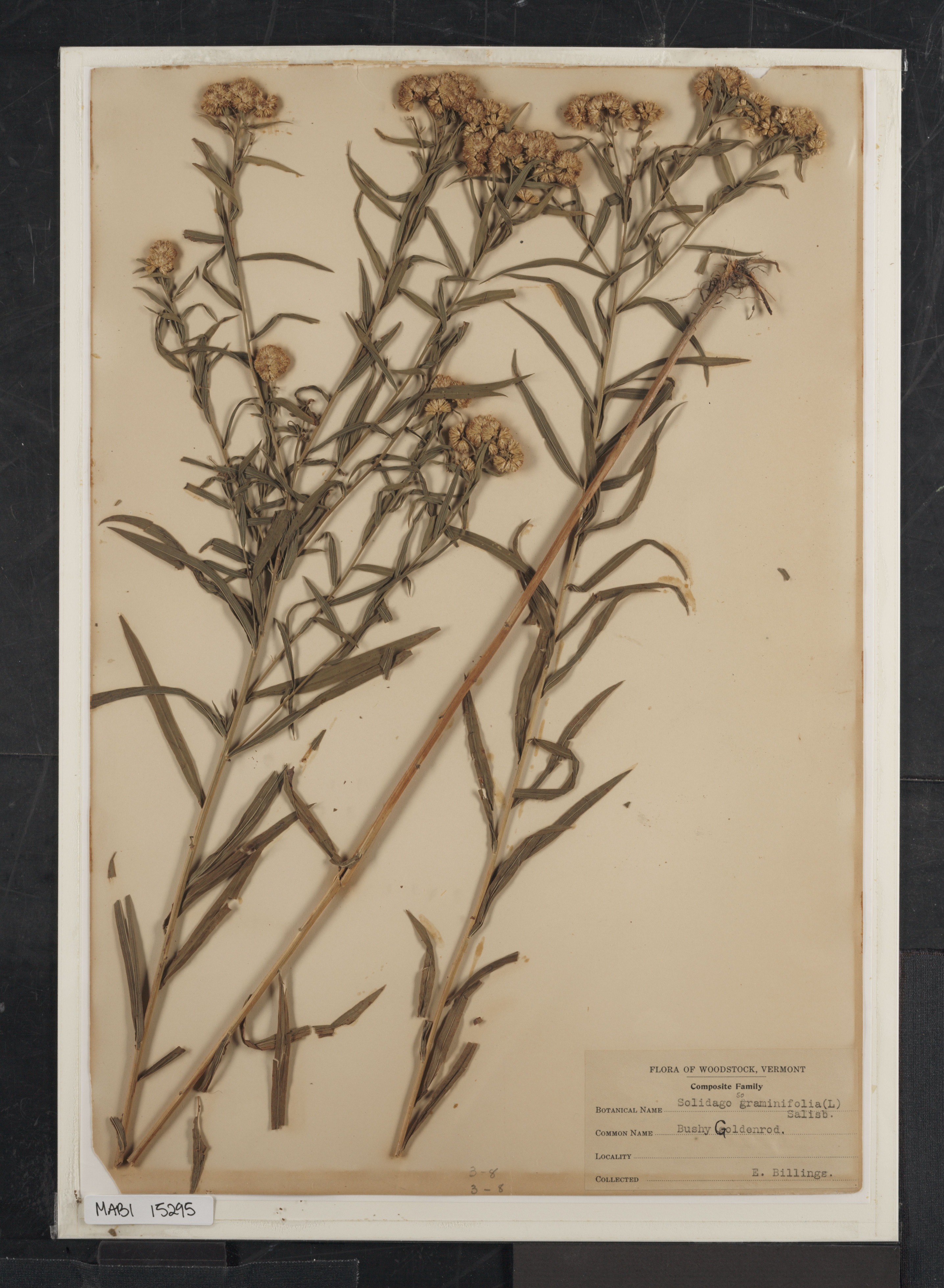 Preserved biological specimen on paper.