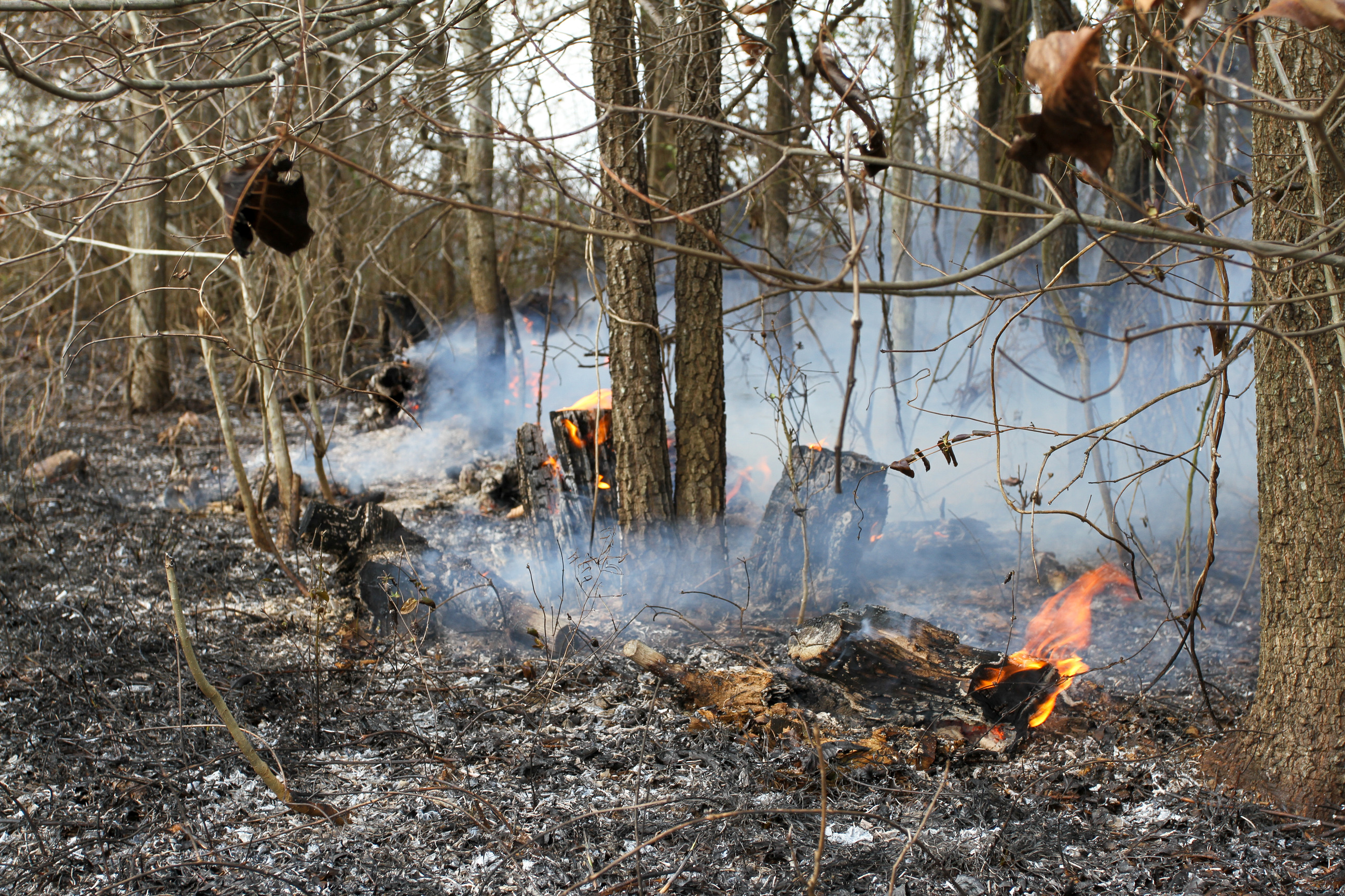 Prescribed fire burns woody plants on the ground.