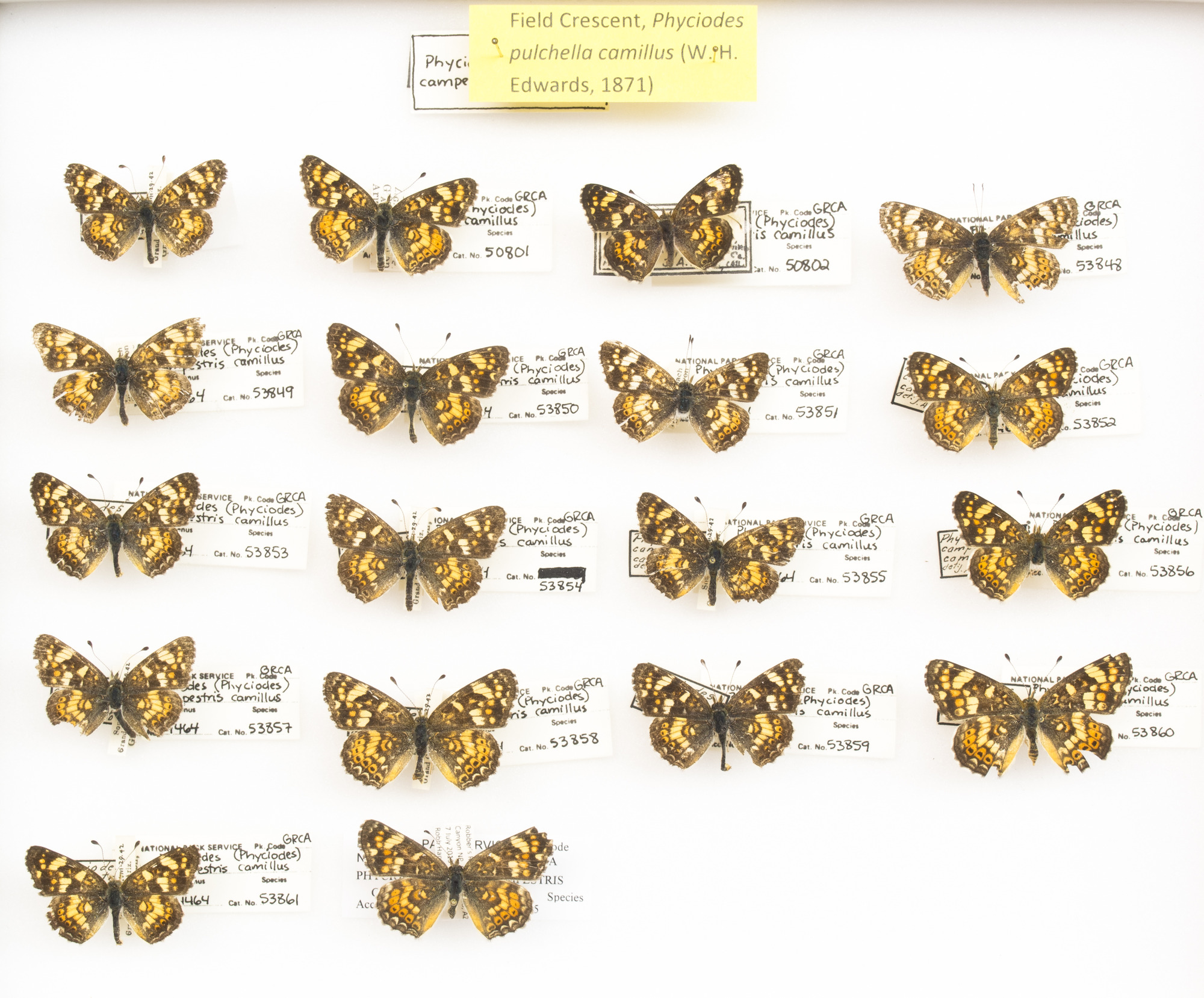 Field Crescent, Phyciodes pulchella camillus. Pearl Crescent, Phyciodes tharos. Tawny Crescent, Phyciodes batesii batesii. Series. Grand Canyon Museum Collection..JPG