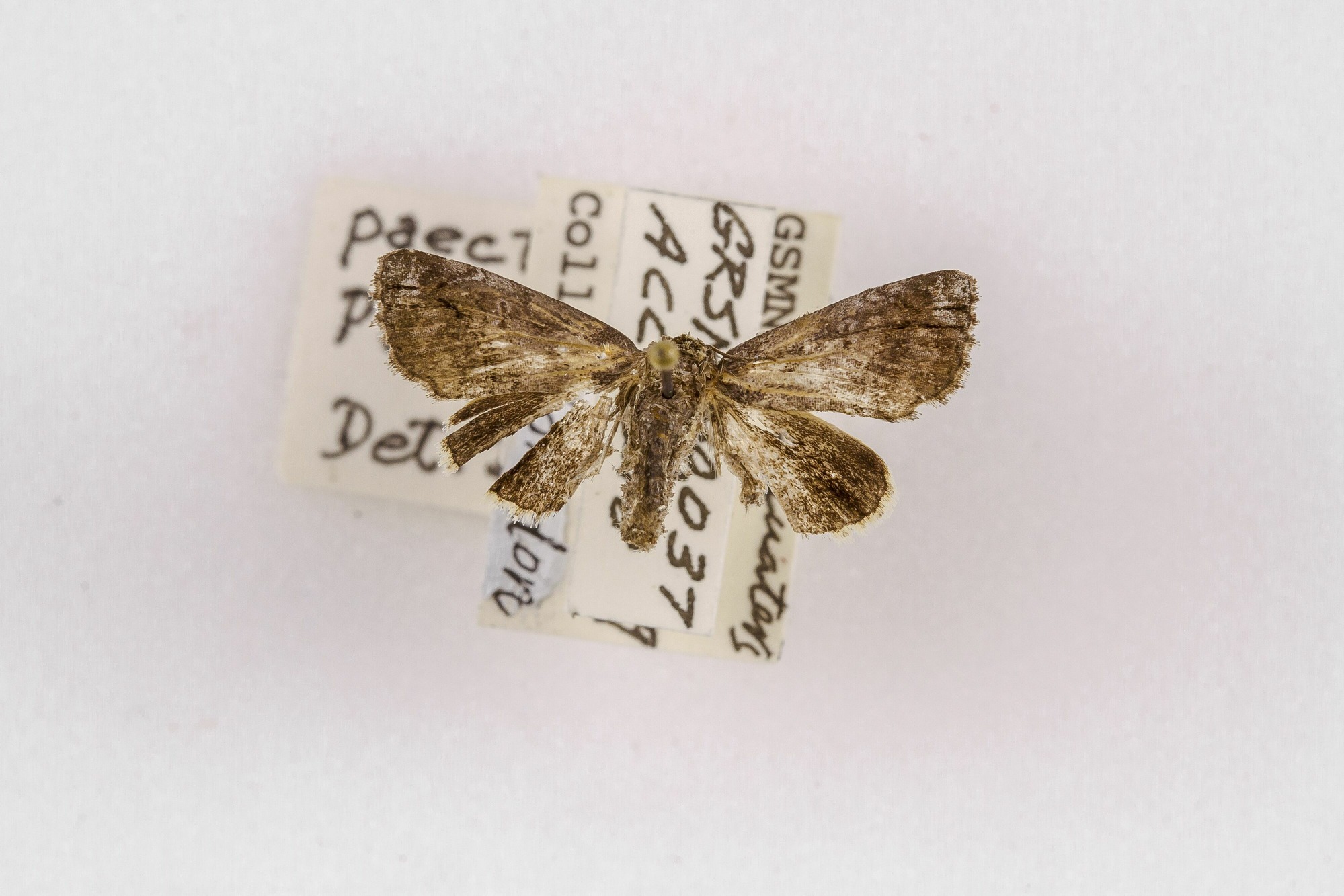 Image of Paectes pygmaea, a species of Animalia