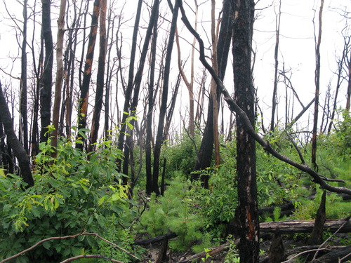 GRSM Accuracy Assessment. Plot Code: GRSM_AA_0818_6