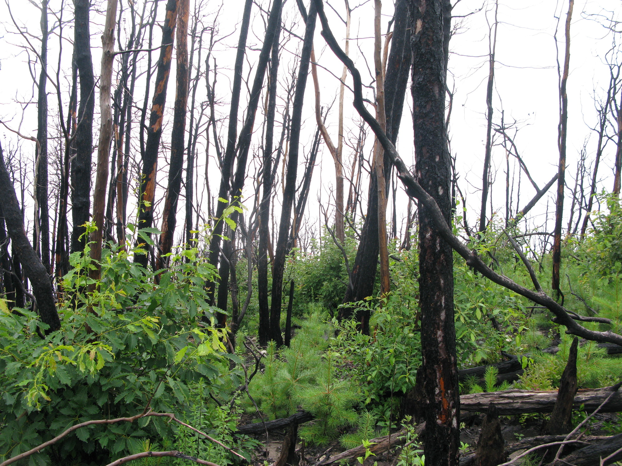 GRSM Accuracy Assessment. Plot Code: GRSM_AA_0818_6