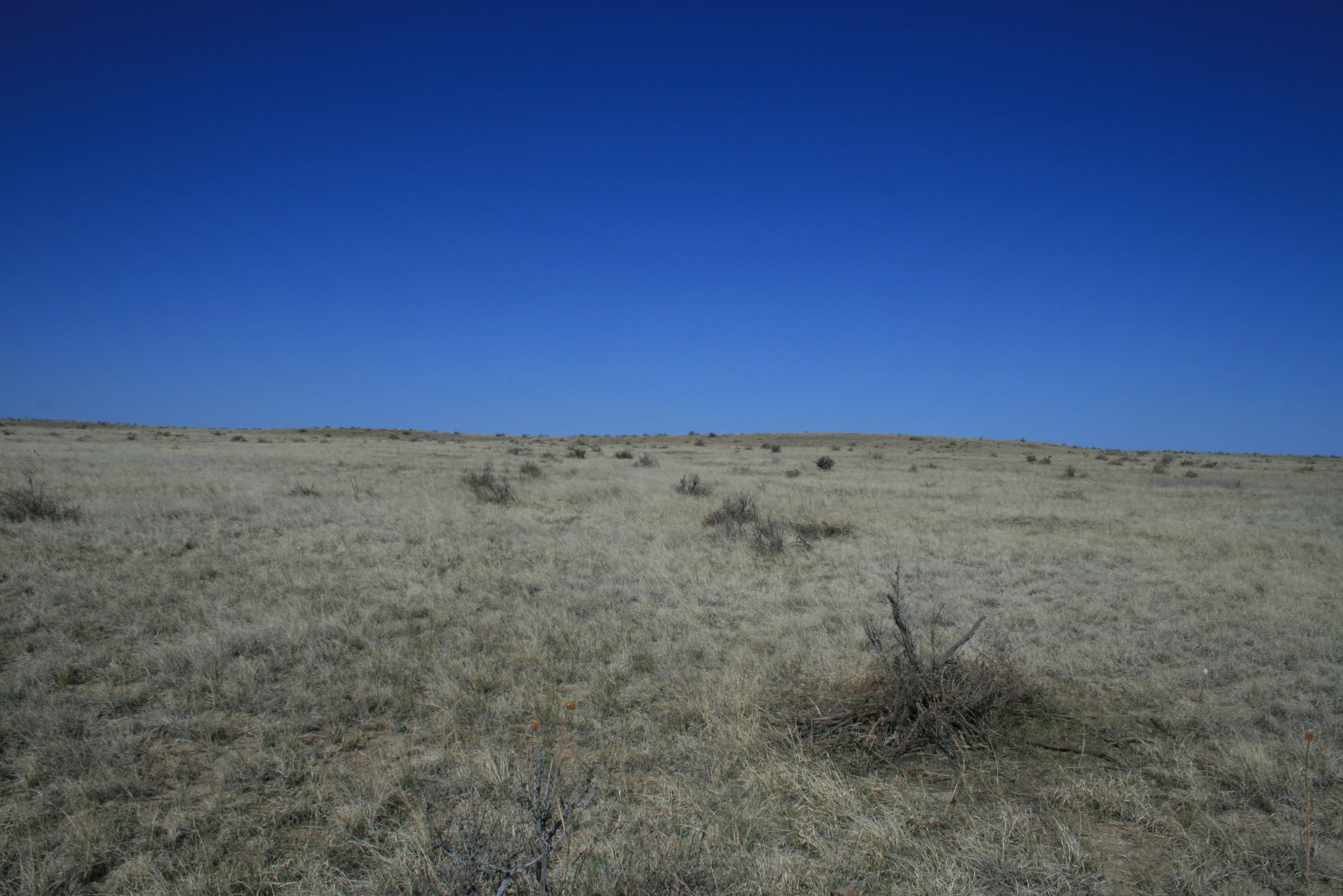 A dry grassy field with a blue sky.