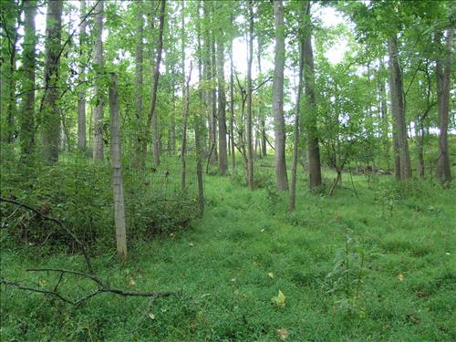Vegetation at deer exclosure - A4East