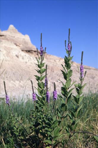 Badlands Flowers: Red, Pink, Blue