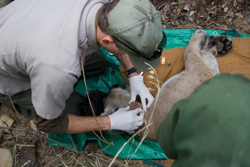 Affixing_P12_Collar2