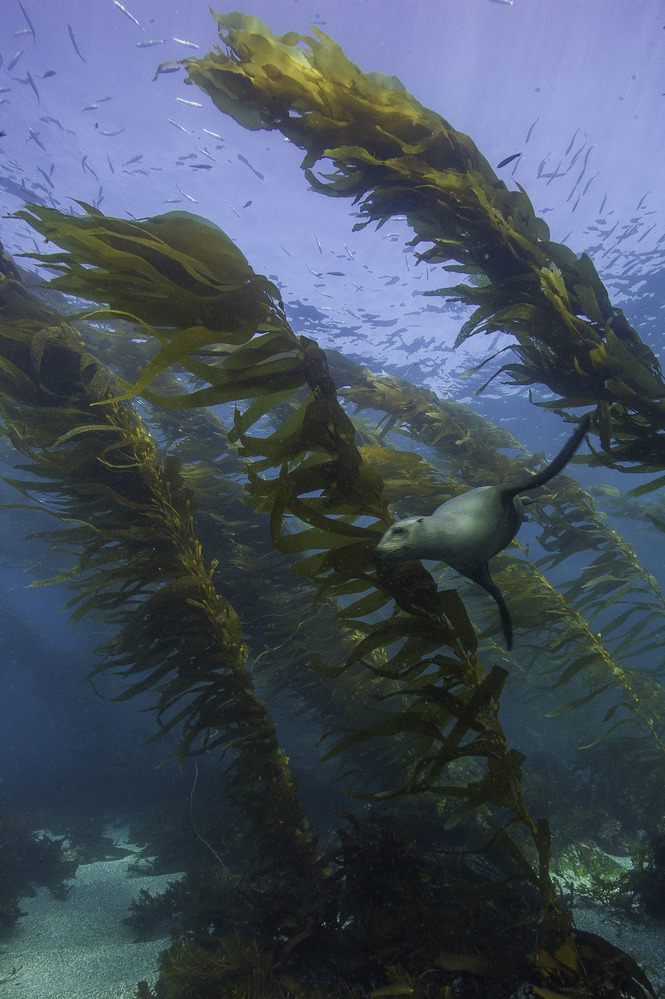 Seal lion in kelp forest.