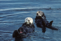 Sea Otters