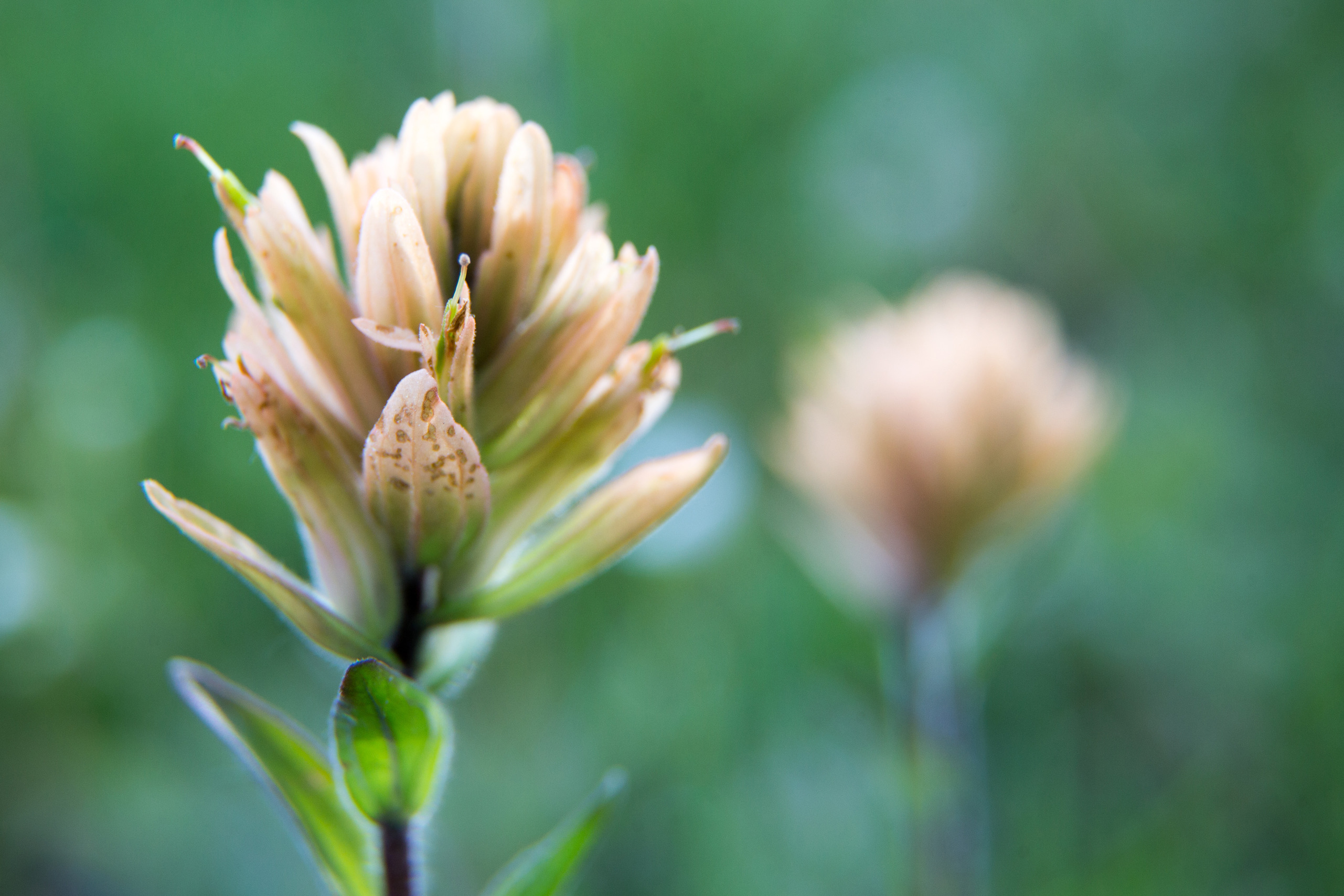 Light orange colored flower