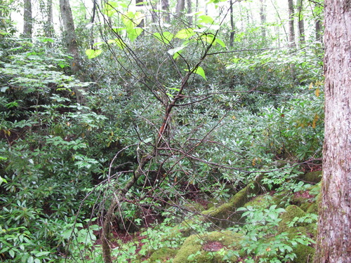 GRSM Accuracy Assessment. Plot Code: GRSM_AA_0195_2