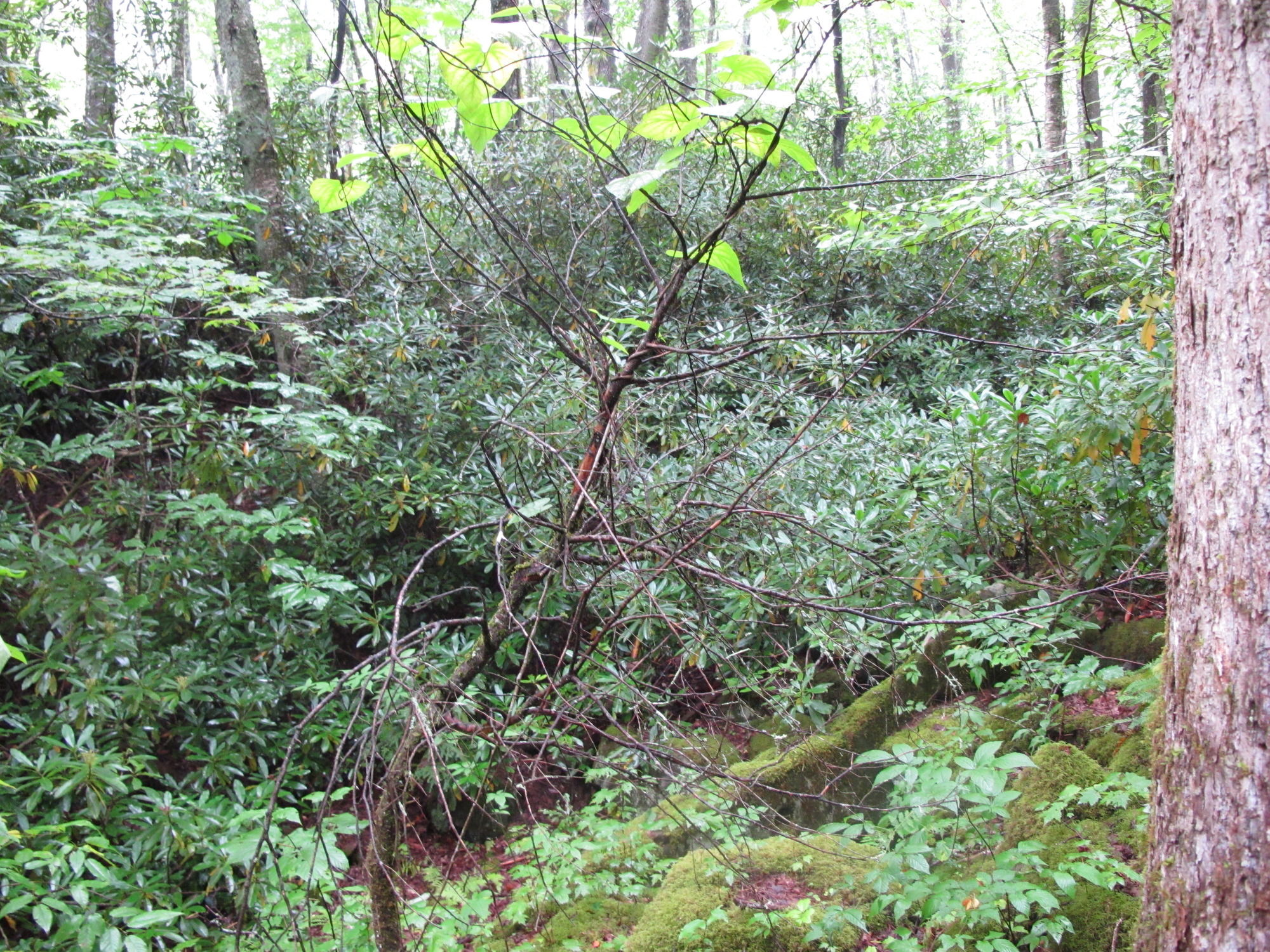 GRSM Accuracy Assessment. Plot Code: GRSM_AA_0195_2