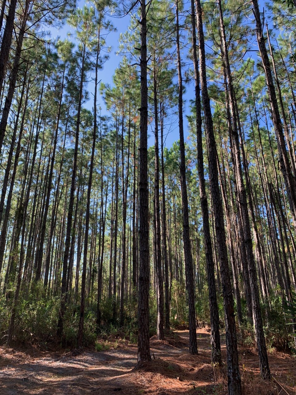 hundred of thin tall pine trees against a blue sky