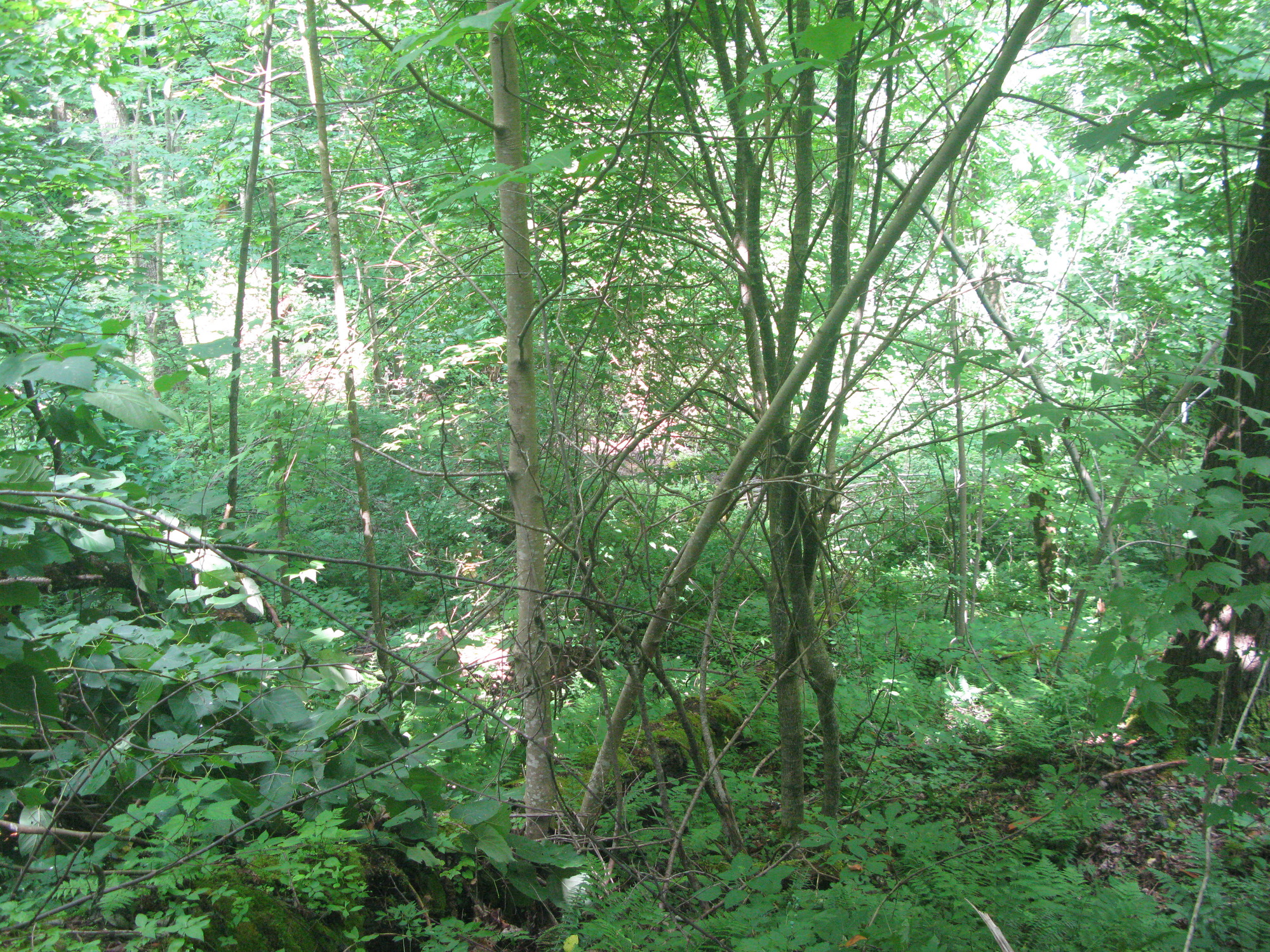 GRSM Accuracy Assessment. Plot Code: GRSM_AA_0751_5