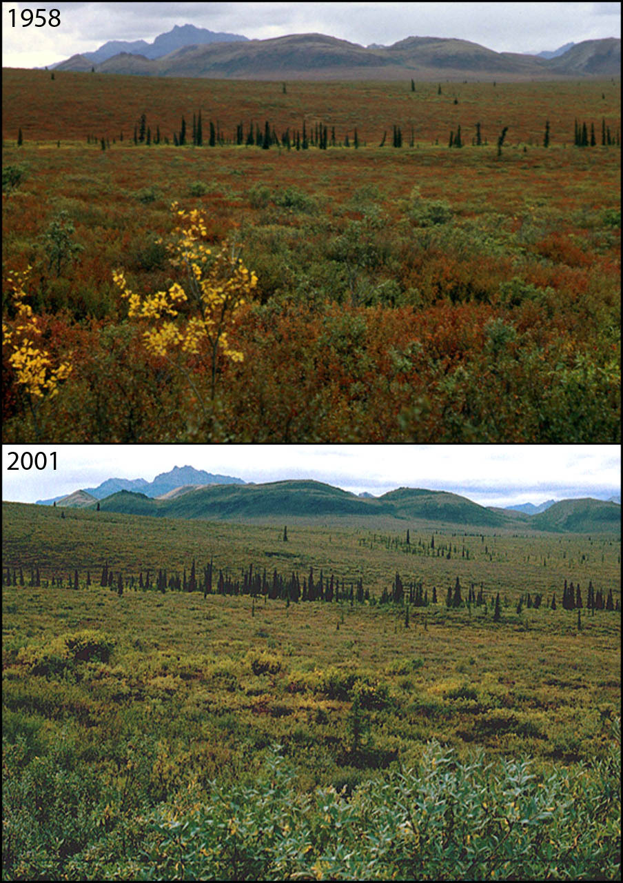 A photo pair showing Changing Treelines at Teklanika River: 1958-2001