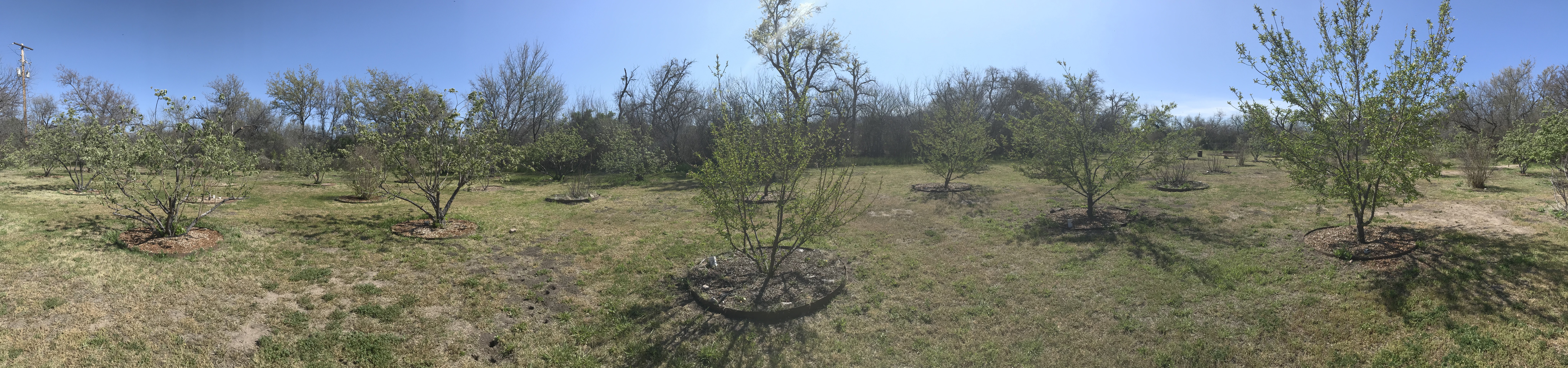 panoramic image of open orchard of fruit trees including apple, pomegranate, peach, etc.