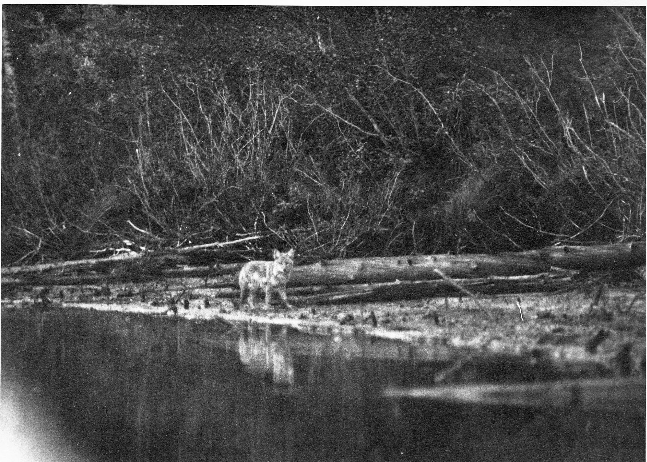 Coyote looking out on water