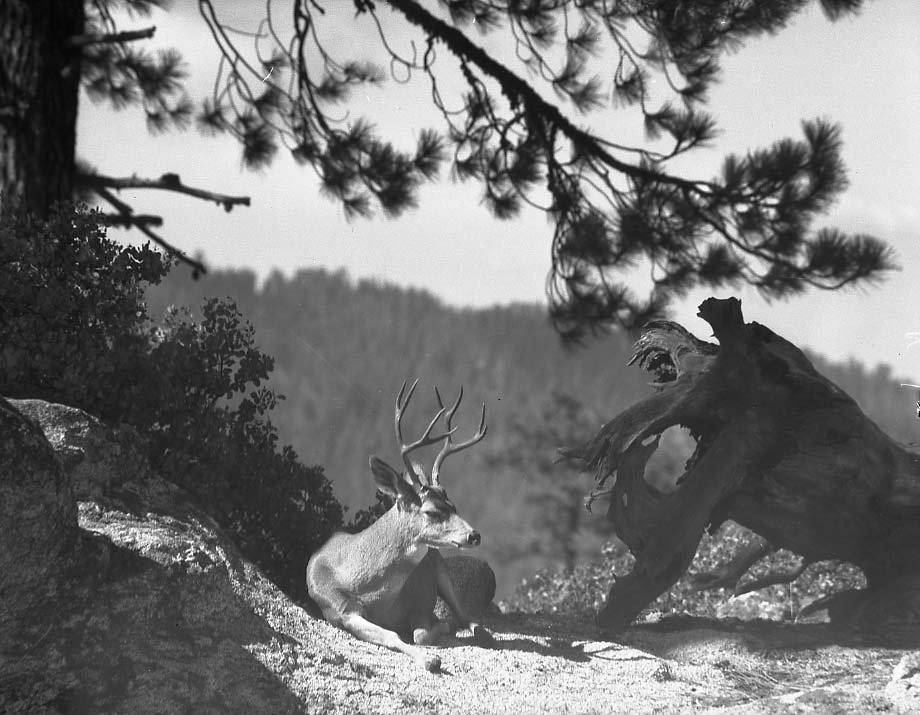 Sequoia National Park