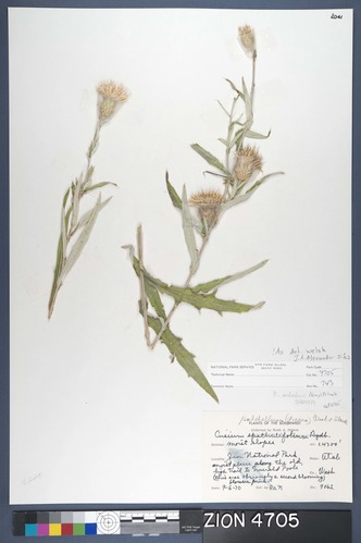Herbarium Specimen Sheet 4705