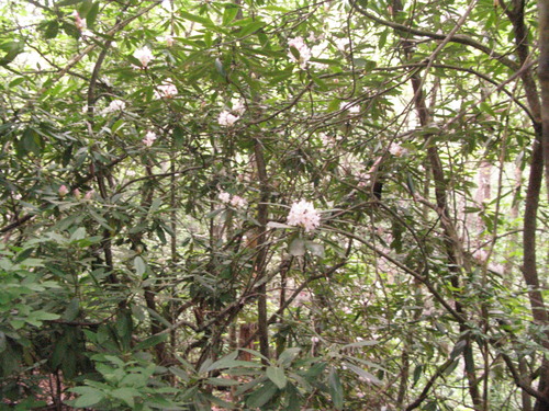 GRSM Accuracy Assessment. Plot Code: GRSM_AA_0169_2