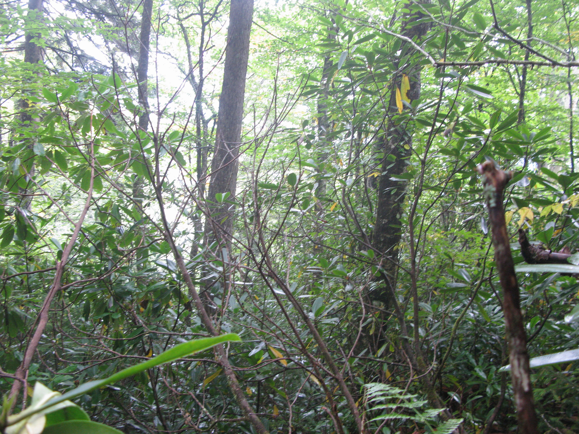 GRSM Accuracy Assessment. Plot Code: GRSM_AA_0025_6