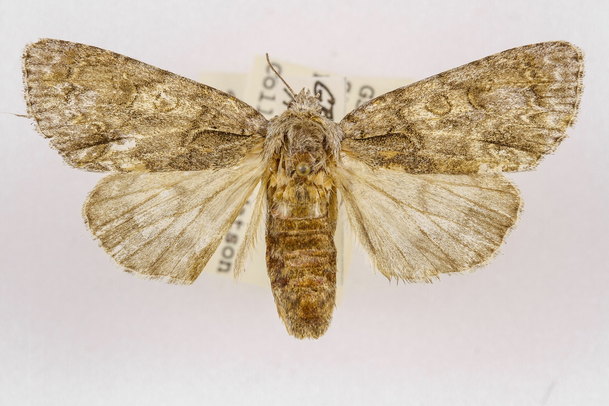 Image of Acronicta spinigera, a species of Animalia