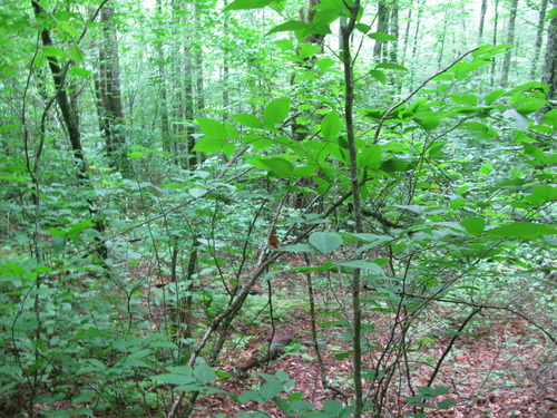 Plot Code: GRSM_AA_0610_4