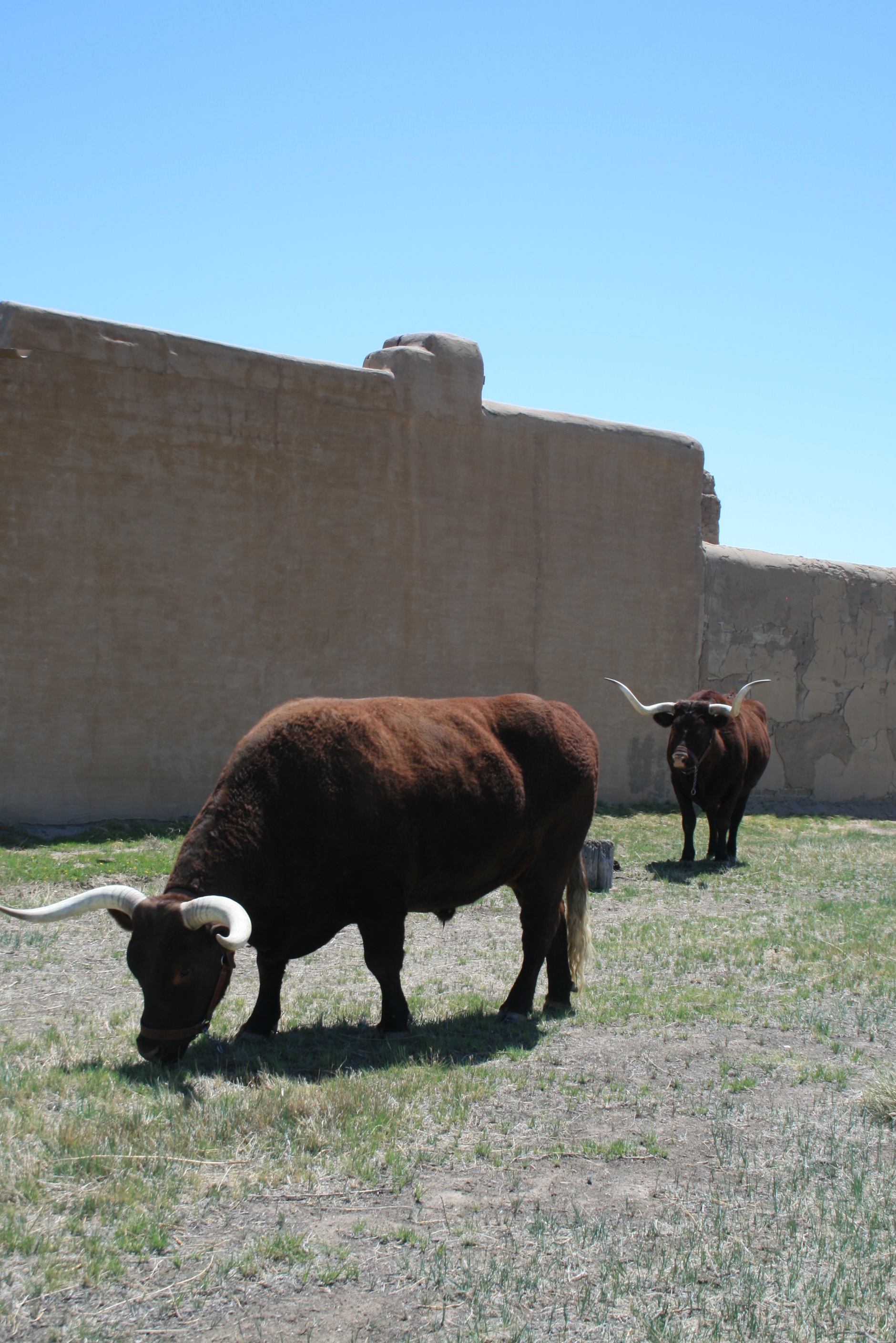 Two bulls grazing in a field.