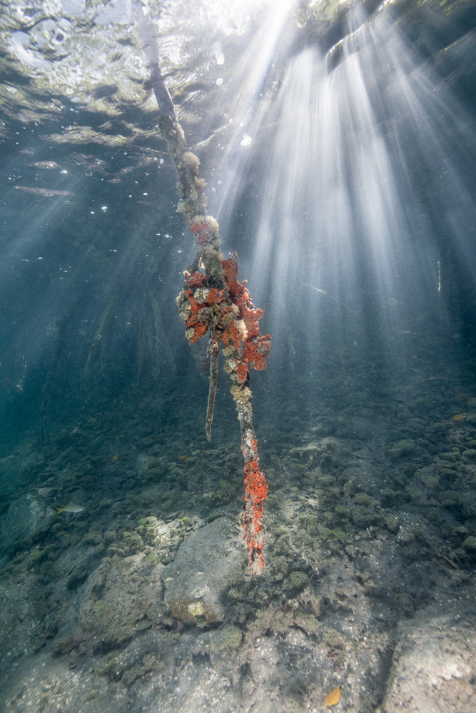Mangrove Root and Sponge Fauna