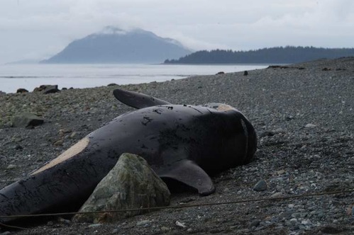 A view down a rocky beach with a dead beached killer whale lying on its side.