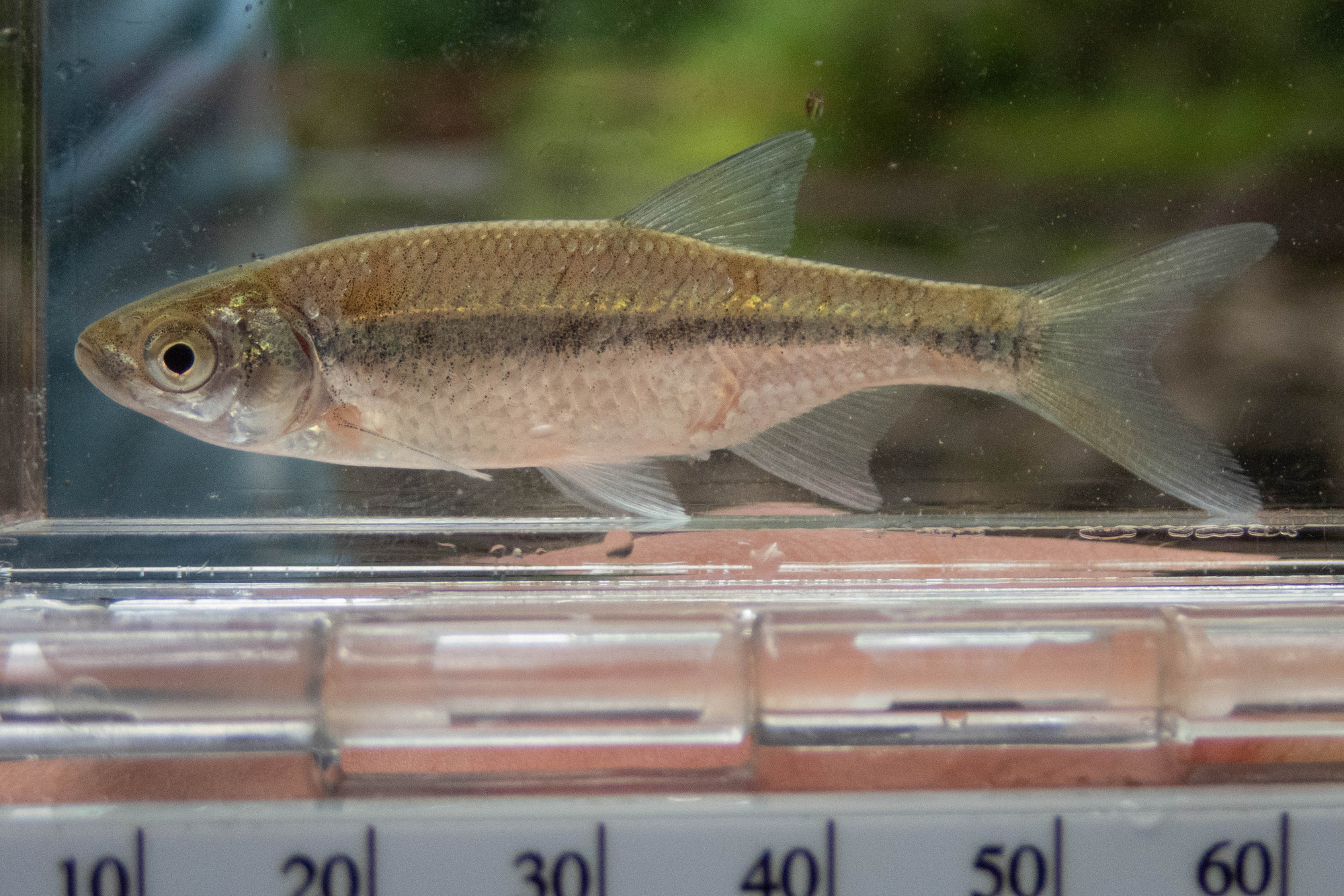 Notemigonus crysoleucas (golden shiner) - full body, lateral line, juvenile