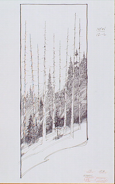 Forest scene along the Switchback Trail within Olympic National Park.