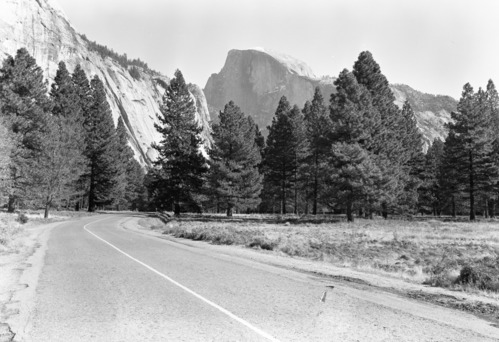 View across site of old elk paddock.