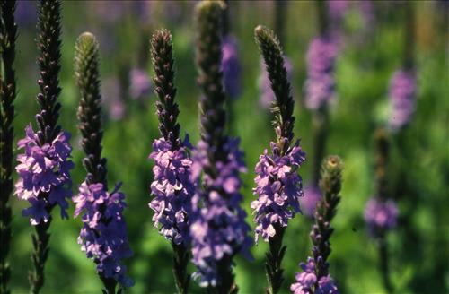Badlands Flowers: Red, Pink, Blue