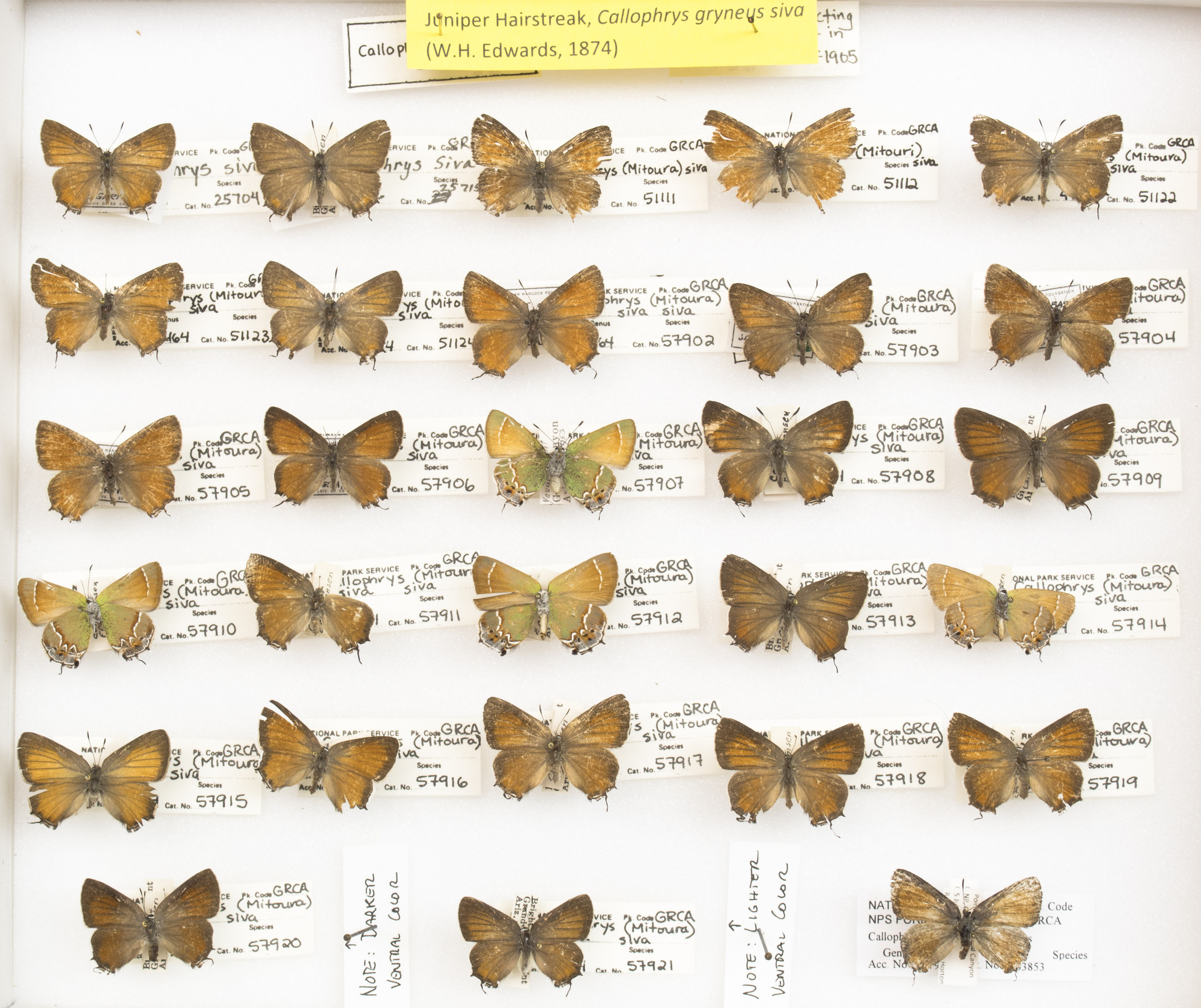 Juniper Hairstreaks, Callophrys gryneus siva. Series. Grand Canyon Museum Collection..JPG