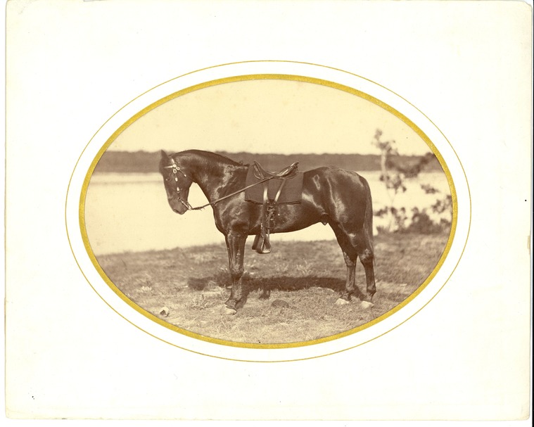 Captain Thomas Benton Weir's Horse
