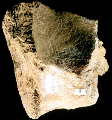 Part of a brontothere vertebra
