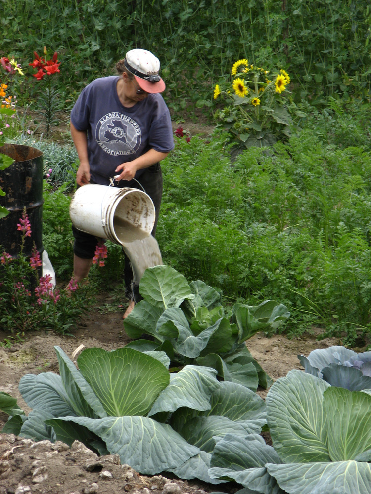 Woman uses a large white bucket to pour water onto large garden plants