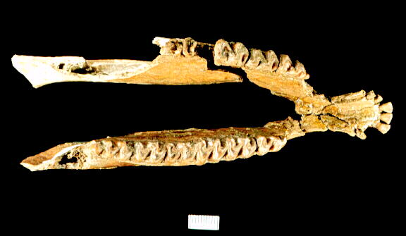 Mesohippus lower jaw