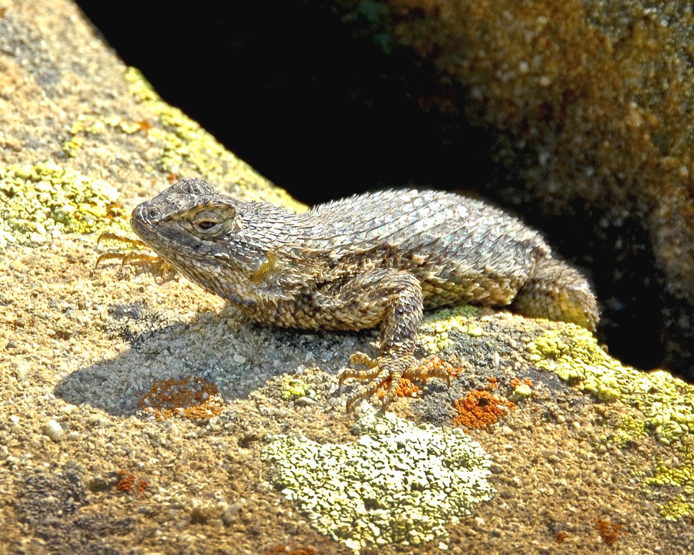 Western Fence Lizard