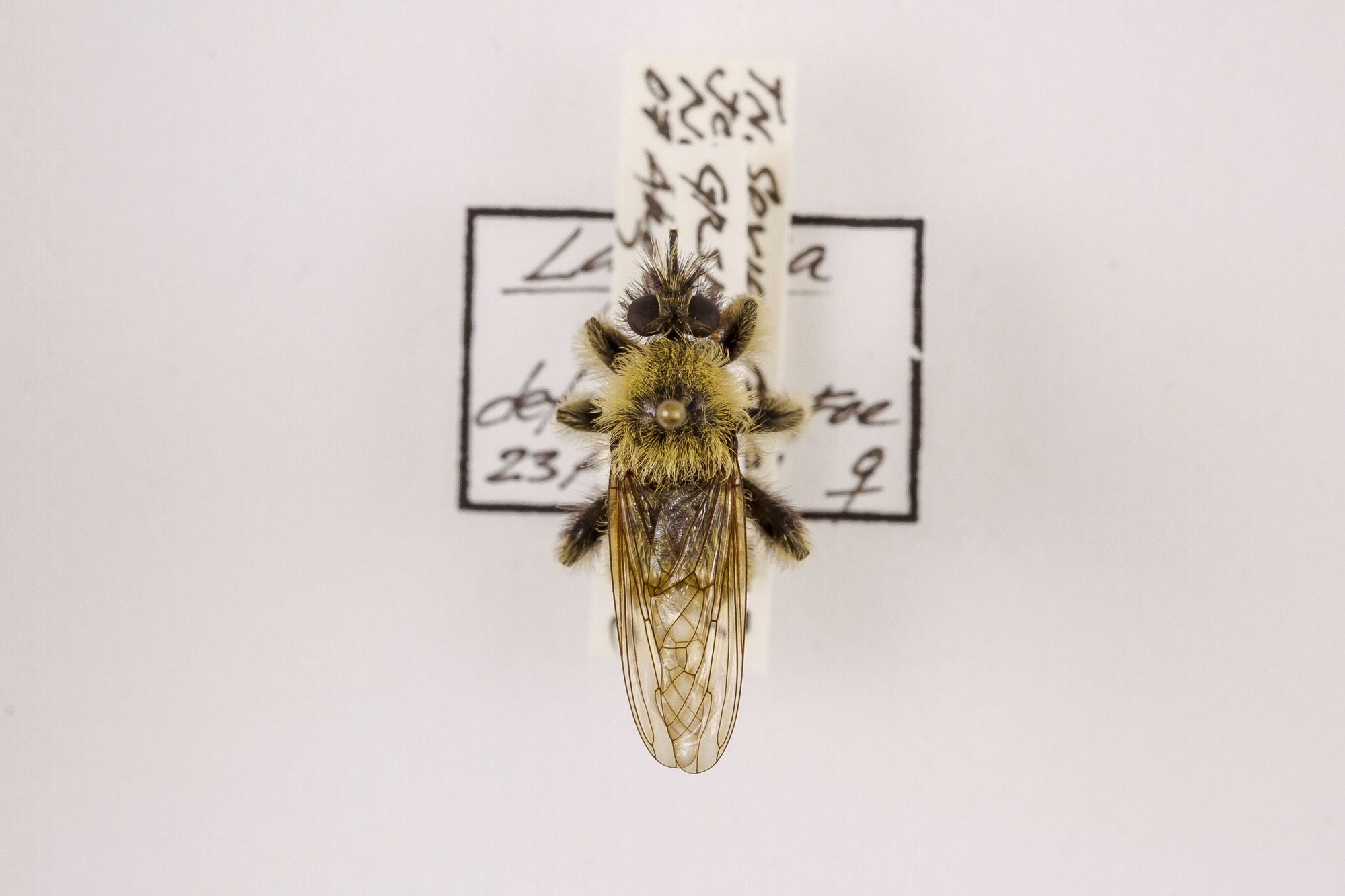 Image of Laphria sacrator, a species of Animalia