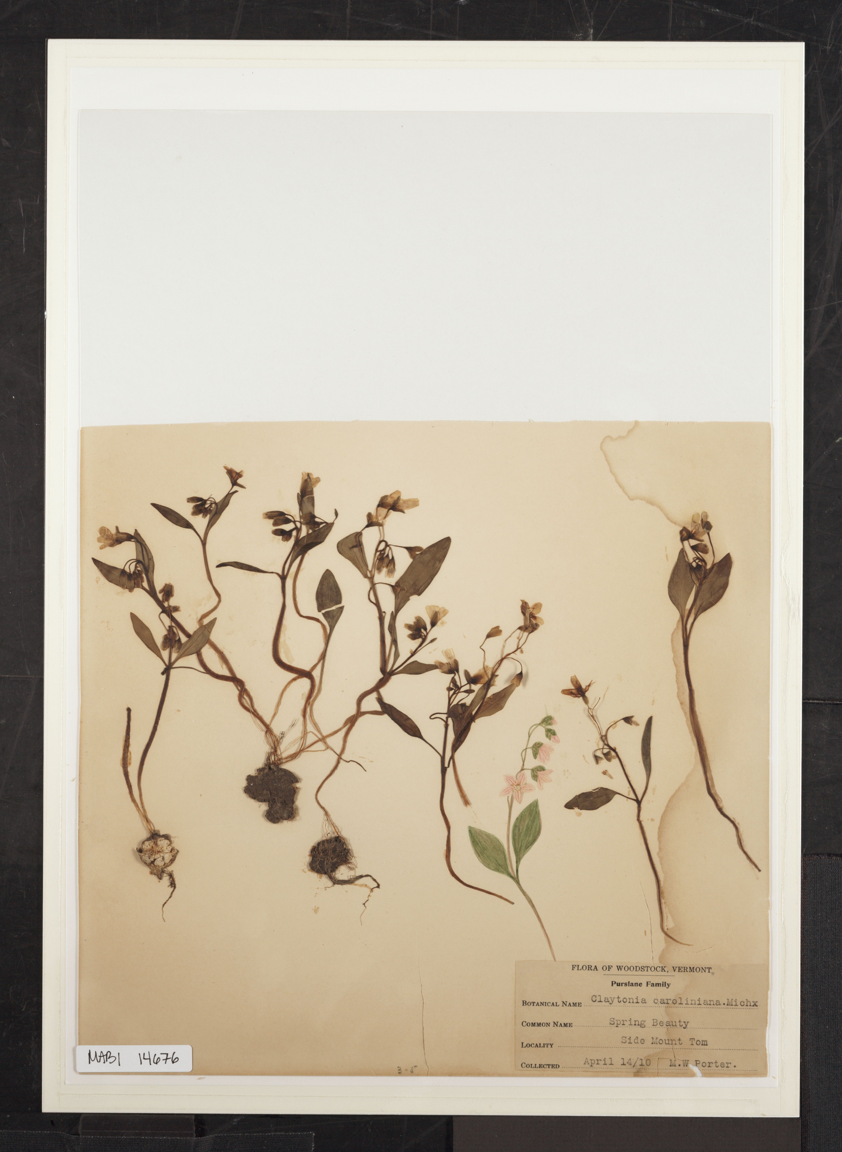 Preserved biological specimen on paper.