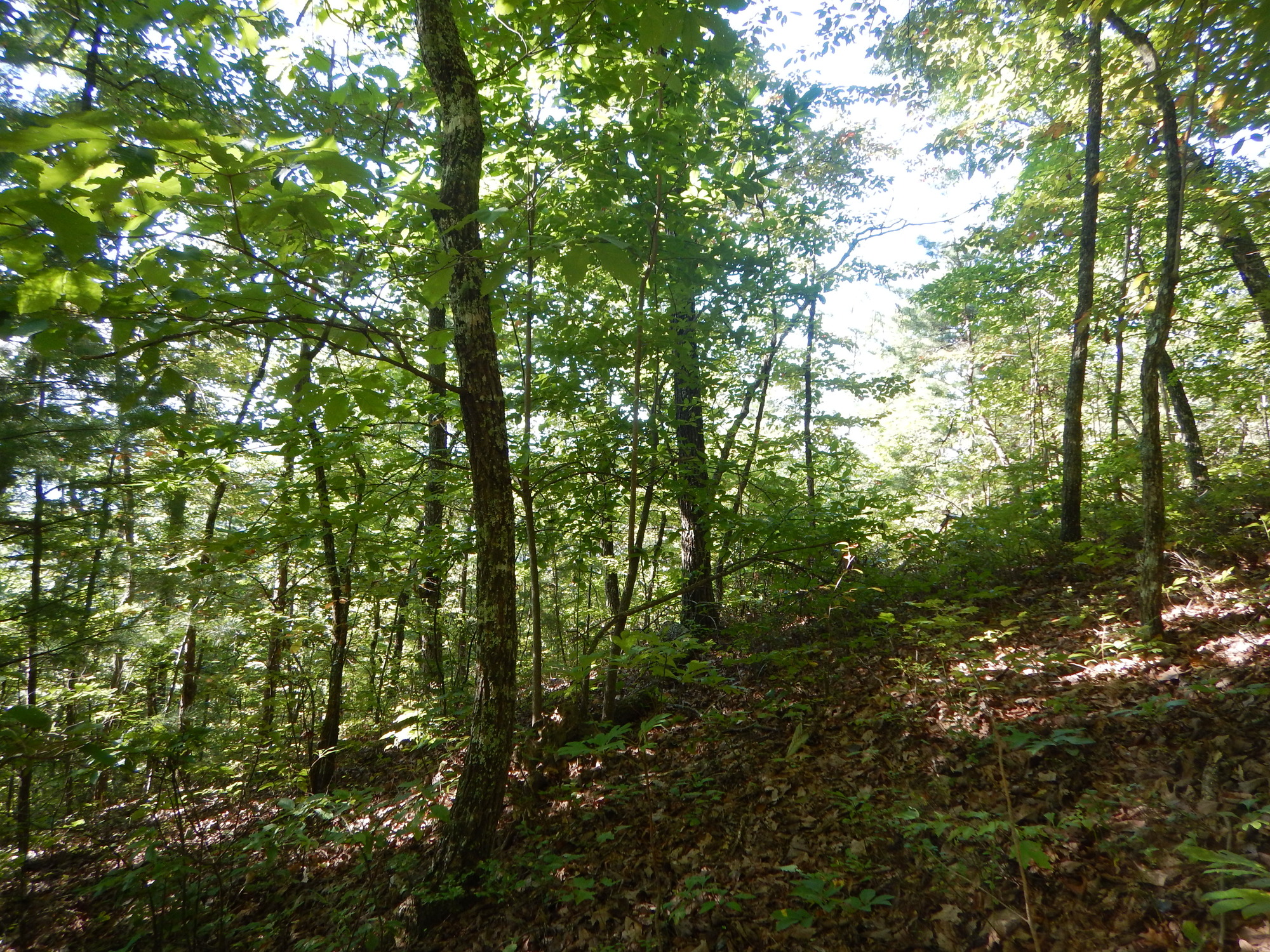 GRSM Accuracy Assessment. Plot Code: GRSM_AA_0672_4