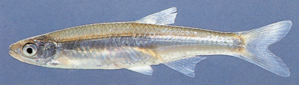Image of Notropis atherinoides, a species of Fish