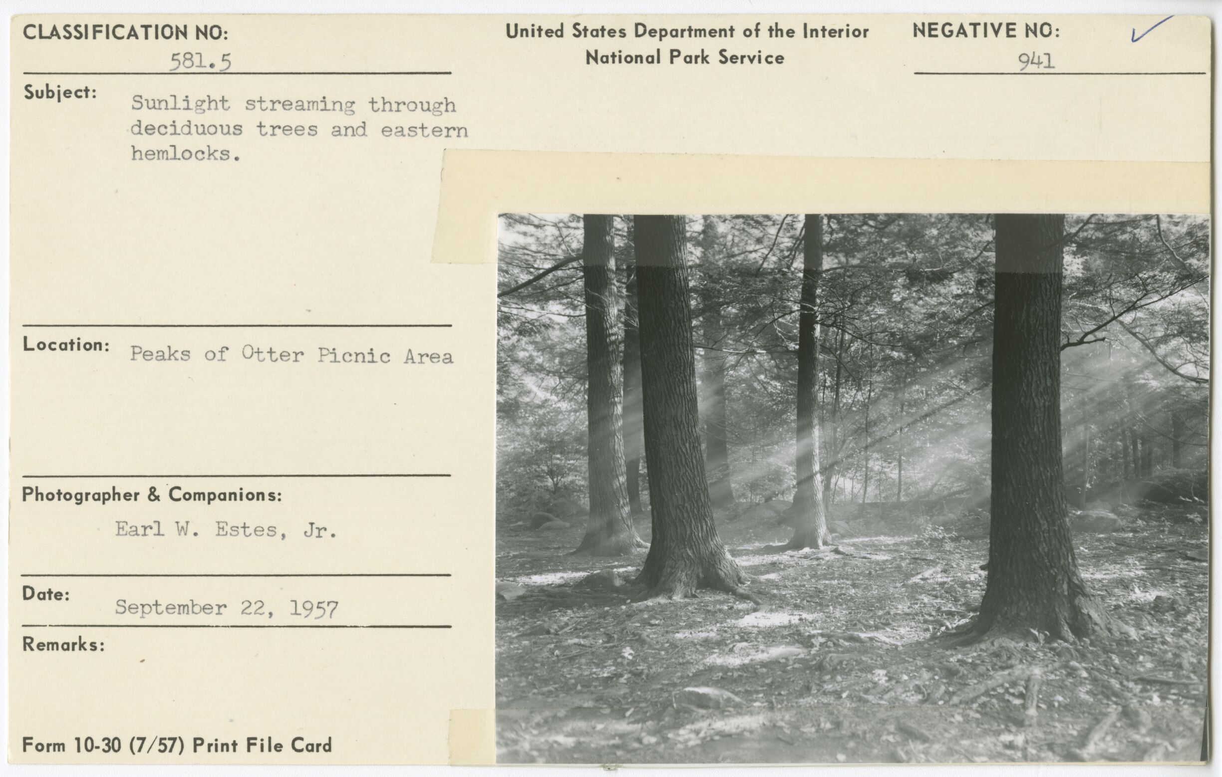 Sunlight streaming through deciduous trees and eastern hemlocks